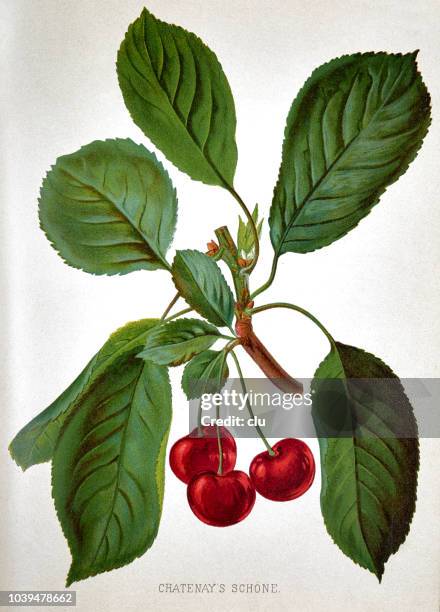 cherries with green leaves on white background - cherry stock illustrations