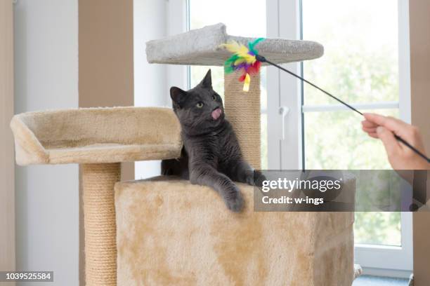 playful gray shorthair cat - cat toy stock pictures, royalty-free photos & images