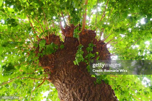 mulberry tree crown seen from below - monasterolo del castello stock pictures, royalty-free photos & images