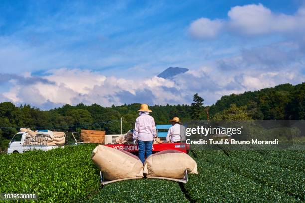 japan, honshu, shizuoka, tea fields and mount fuji - sencha tea stock pictures, royalty-free photos & images