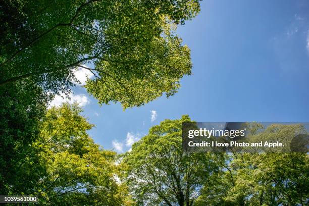 summer sky looking up from the shade of trees - treetop stock pictures, royalty-free photos & images