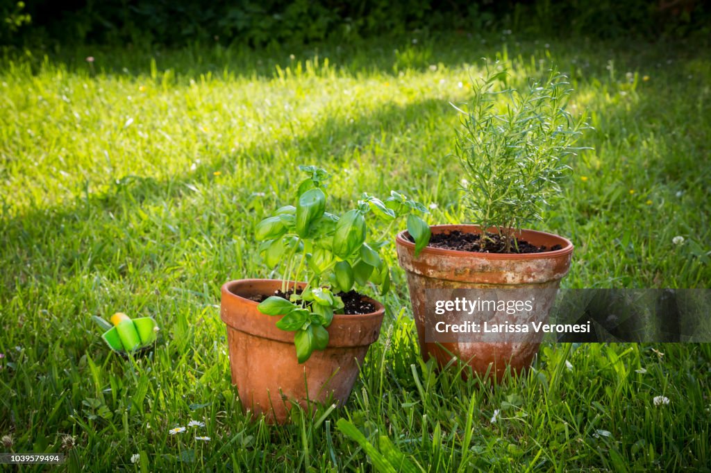 Basil and rosemary in pots