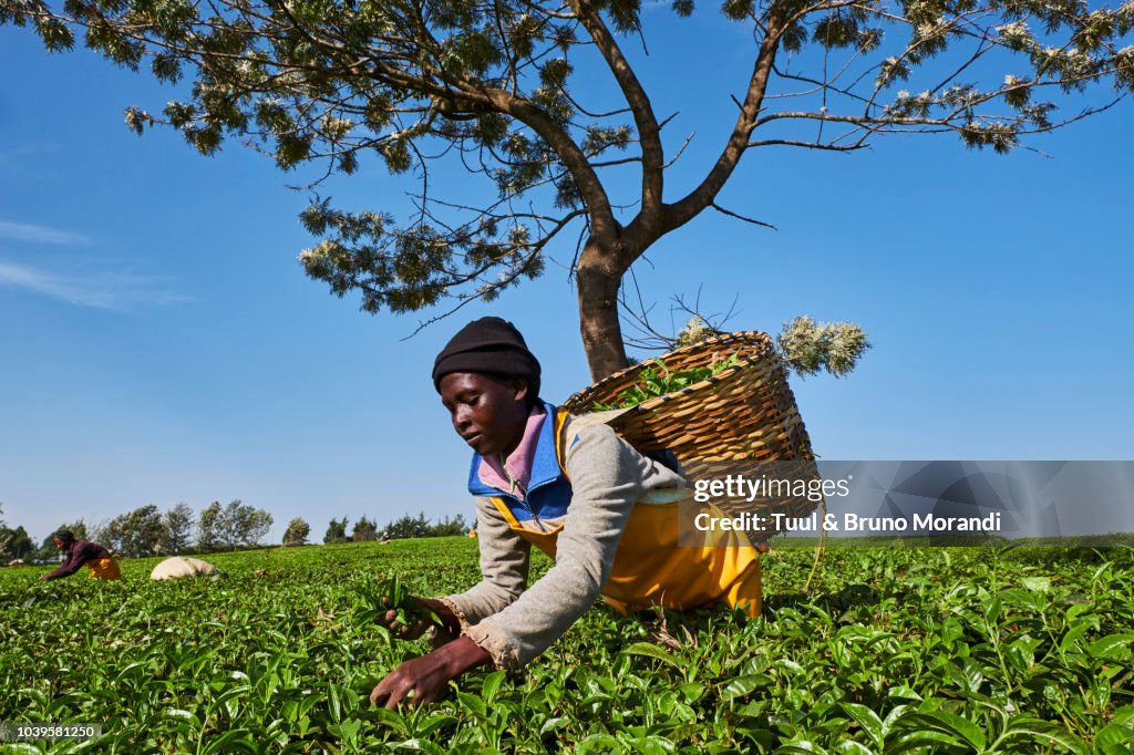 Kenya, Kericho, tea collect