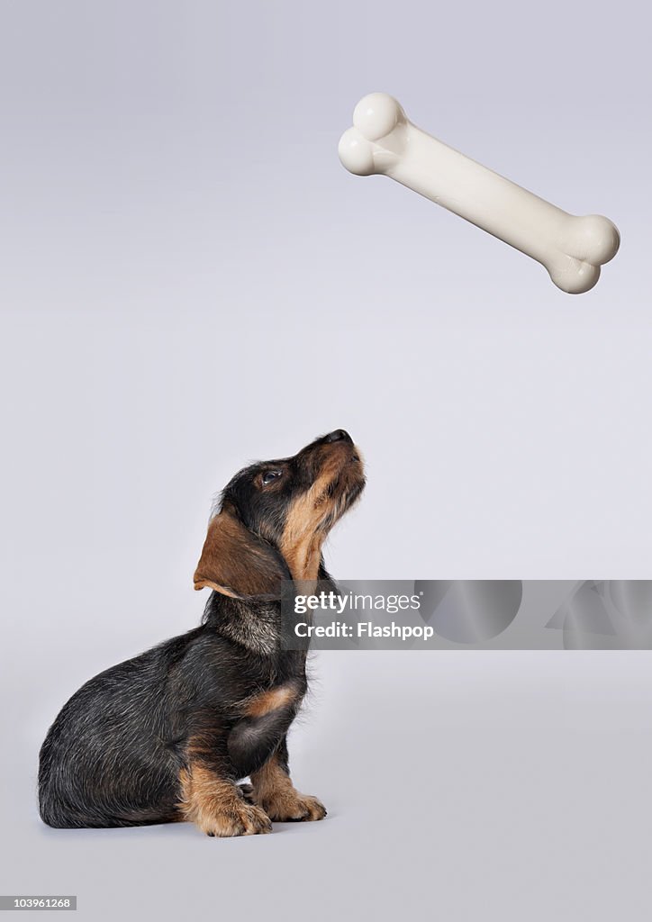 Dachshund puppy looking up at a bone