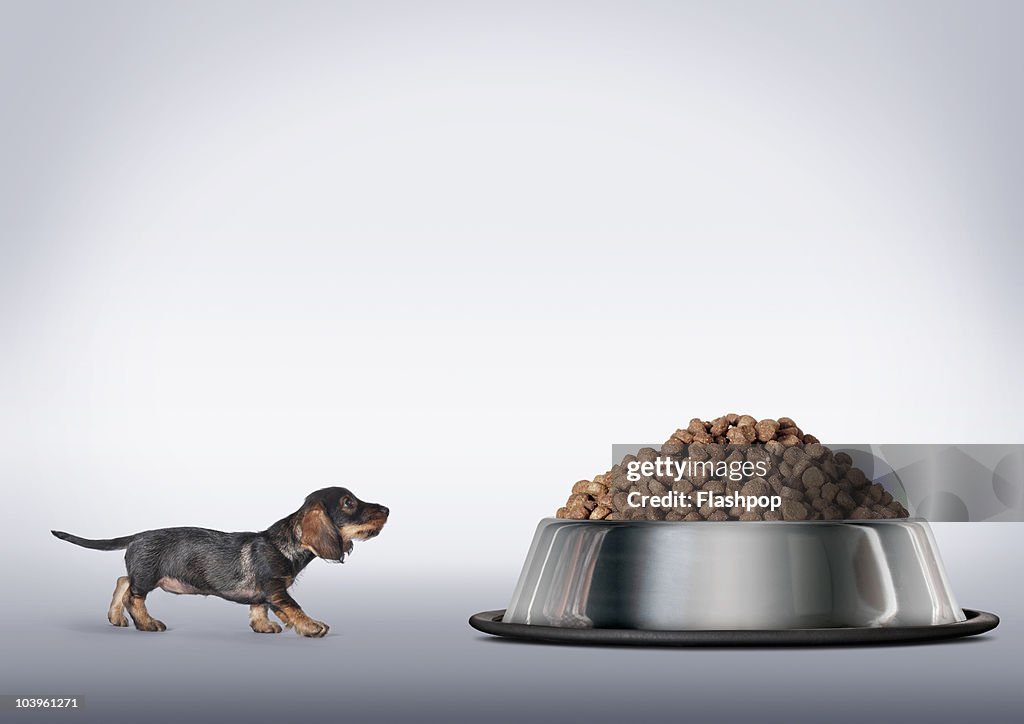 Dachshund looking up at large bowl of food