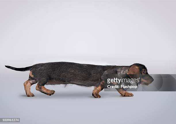 profile portrait of a dachshund stretched - teckel stock-fotos und bilder