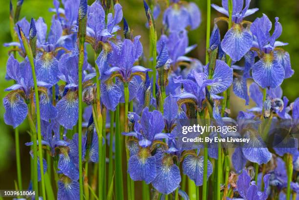 blue iris flowers - the purple iris stock pictures, royalty-free photos & images