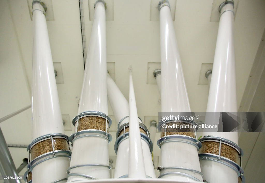 New wheat starch factory