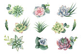 Watercolor vector set with eucalyptus leaves and succulents.