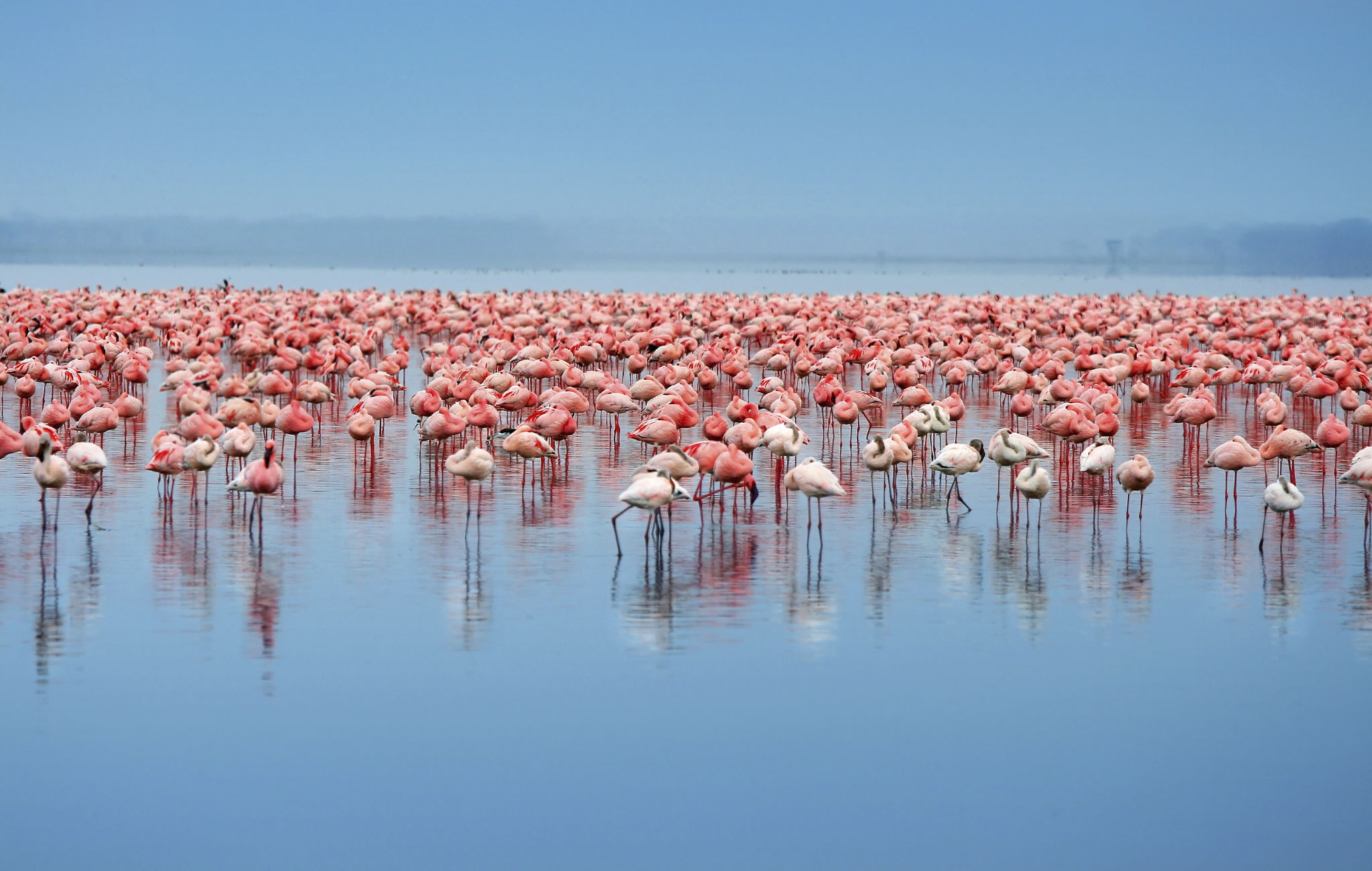 flamingos lake