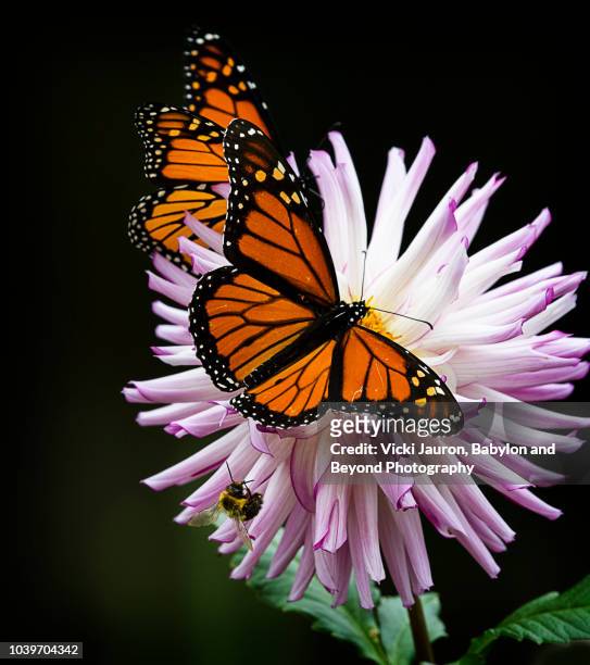 two butterflies, a bee and a pink dahlia at bayard cutting arboretum - orange butterfly stock pictures, royalty-free photos & images