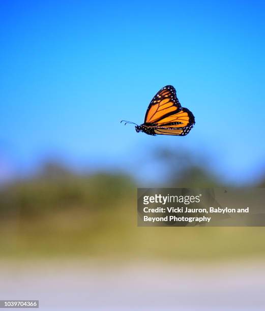 beach scene and butterfly in flight at robert moses state park on long island - riet stockfoto's en -beelden