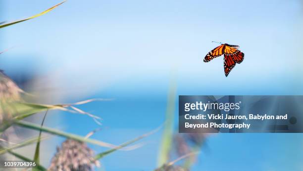 a monarch butterfly flying at the beach on long island as part of migration - monarchvlinder stockfoto's en -beelden