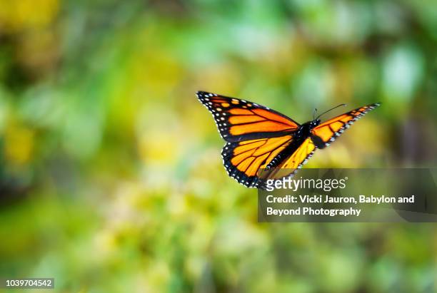 monarch butterfly in mid-air against green background - 黑脈金斑蝶 個照片及圖片檔