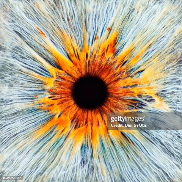 closeup of brightly coloured eye, iris and pupil - pupille stock-fotos und bilder