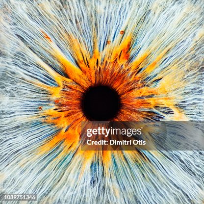 Closeup of brightly coloured eye, iris and pupil Closeup of brightly coloured eye, iris and pupil