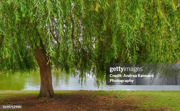 willow tree by a lake - salice foto e immagini stock