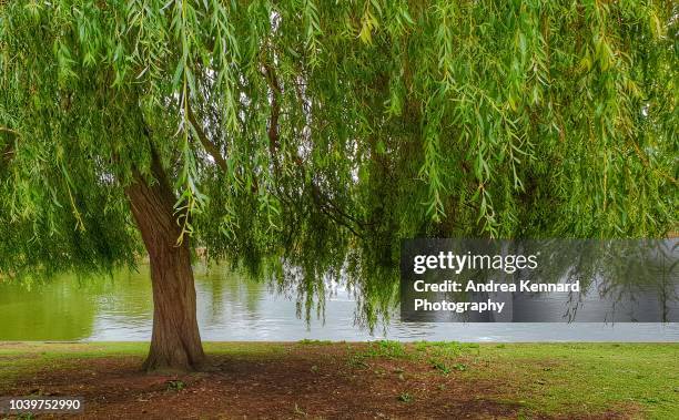 willow tree by a lake - weeping willow stock pictures, royalty-free photos & images