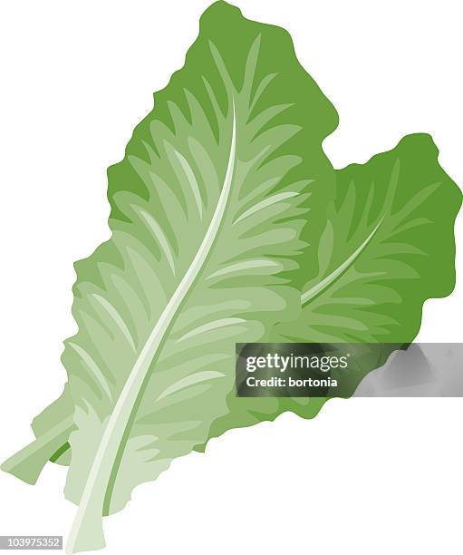 romaine lettuce - lettuce stock illustrations