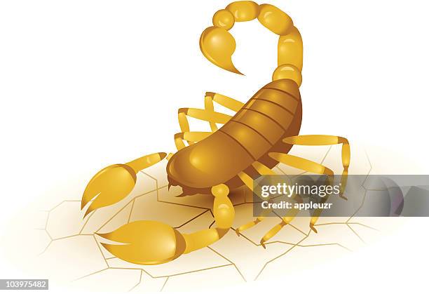 illustrazioni stock, clip art, cartoni animati e icone di tendenza di giallo scorpione - scorpions