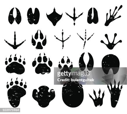 2,520 Animal Foot Prints Photos and Premium High Res Pictures - Getty Images