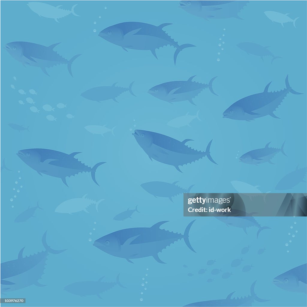 Bluefin tunas