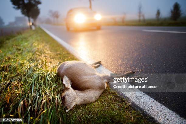 The corpse of a dead deer lies beside a road as car drives by on the L411 country lane nea Sehnde, Germany, 30 October 2014. With the beginning of...