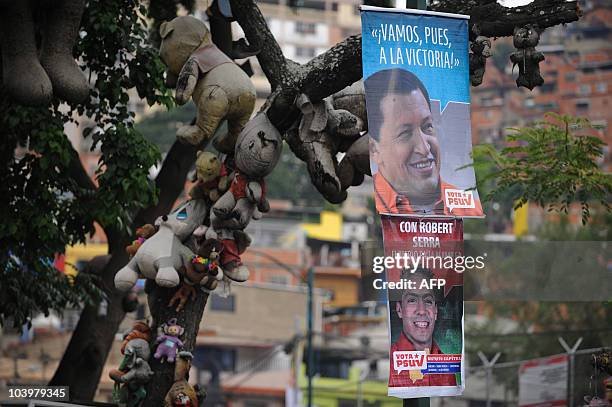 Posters with an image of Venezuelan President Hugo Chavez and parliamentarian candidate Robert Serra are seen on September 10, 2010 in Caracas as...