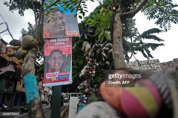 Posters with an image of Venezuelan President Hugo Chavez and parliamentarian candidate Robert Serra are seen on September 10, 2010 in Caracas as...
