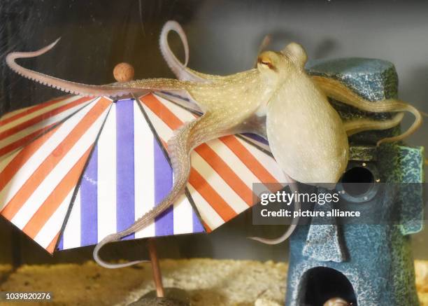 The four month old baby octopus 'Jonas' swims in the kindergarten aquarium at the 'Sea Life' aquarium in Berlin, Germany, 05 August 2015. The species...