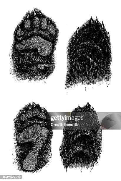 black bear paws - black bear stock illustrations