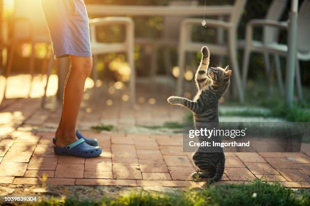 little boy playing with his cat - domestic cat standing stock pictures, royalty-free photos & images