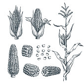 Corn cobs, grain, vector sketch illustration. Cereal agriculture, hand drawn isolated design elements