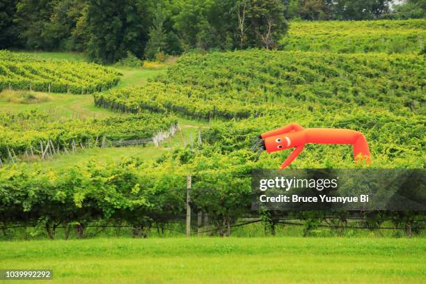 vineyard with scarecrow - finger lakes fotografías e imágenes de stock