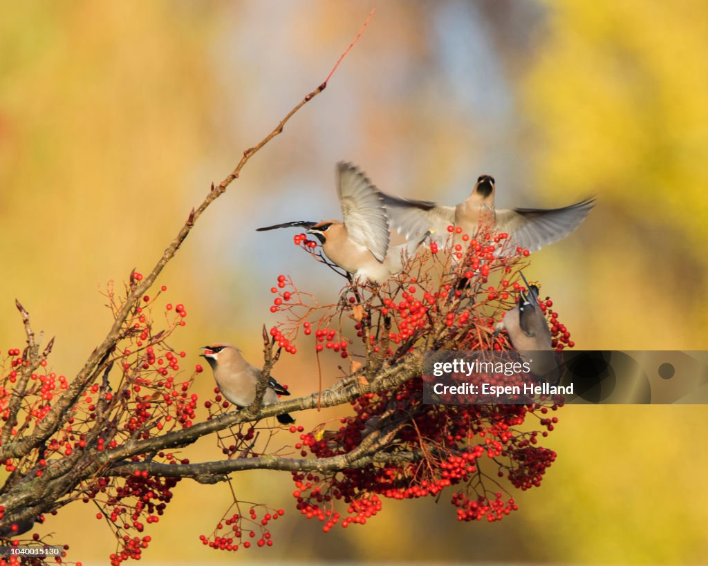 Waxwing on a rowan tree with red berries in Perth, Scotland