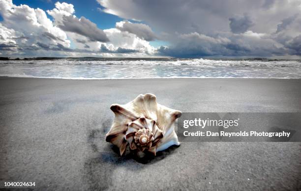 beachfront seascape sea shell - sea islands stock pictures, royalty-free photos & images