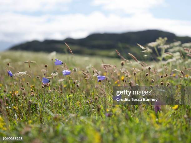 Wildflowers growing on the machair at Cnip, Isle of Lewis, Outer Hebrides, Scotland on 16 July 2018. Machair is a Gaelic word meaning fertile low...