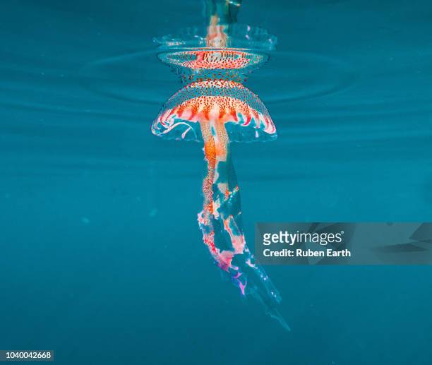 jellyfish in the mediterranean (pelagia noctiluca) - sea life fotografías e imágenes de stock