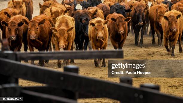 on the way to slaughter - biffkor bildbanksfoton och bilder