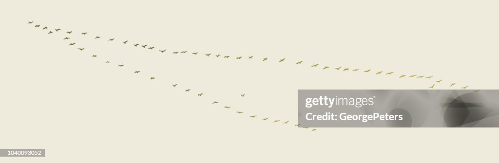 Large flock of pelicans flying in v formation
