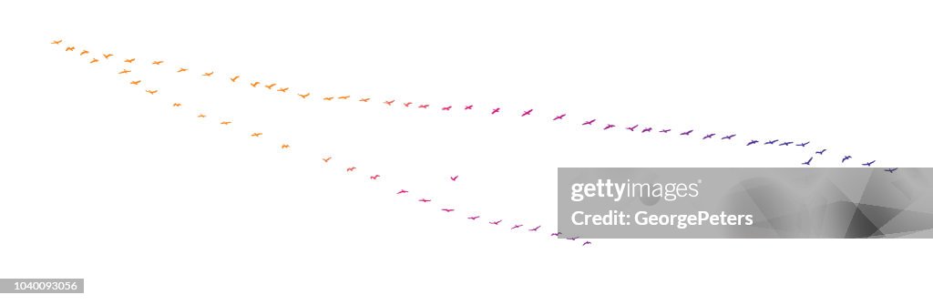 Large flock of pelicans flying in v formation