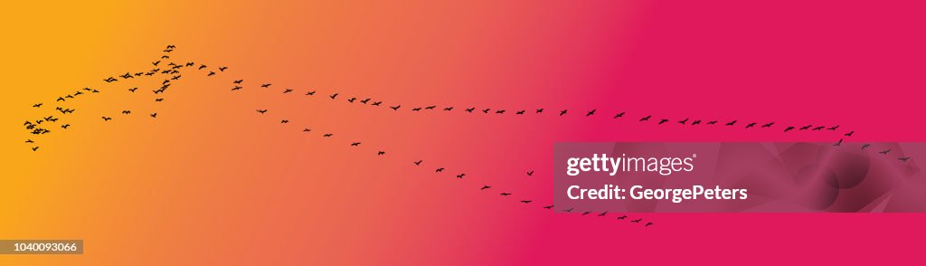 Large flock of pelicans flying in v formation