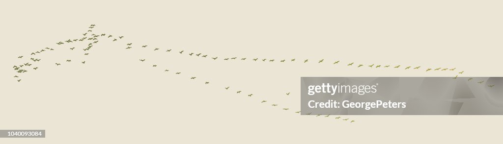 Large flock of pelicans flying in v formation