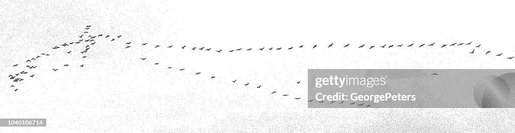 Large flock of pelicans flying in v formation