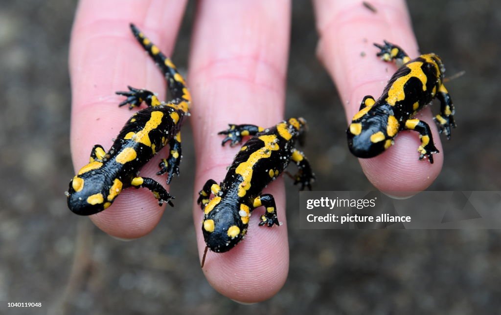 Fire salamander offspring at Eekholt animal park in Germany