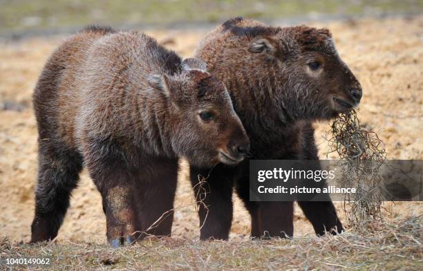 Takin Rearing 41 Sichuan Takin Stock Photos, High-Res Pictures, and Images - Getty Images