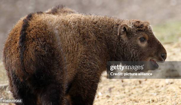 Takin Rearing 41 Sichuan Takin Stock Photos, High-Res Pictures, and Images - Getty Images