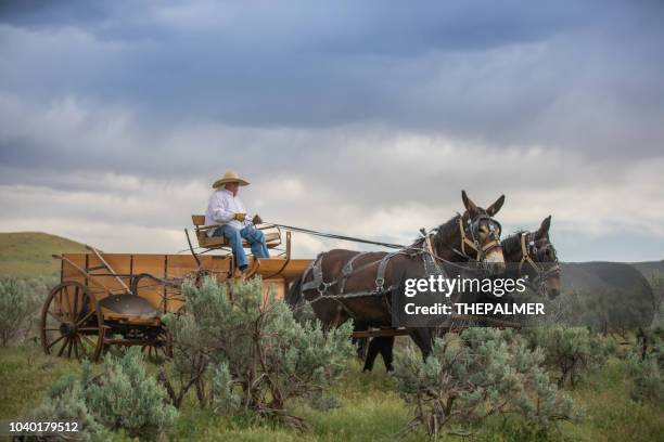 horse carriage utah - horsedrawn stock pictures, royalty-free photos & images