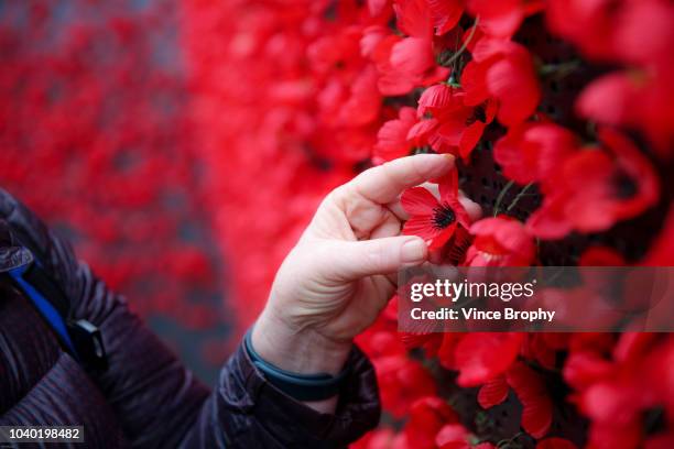 poppies for remembrance - shrine of remembrance stock pictures, royalty-free photos & images