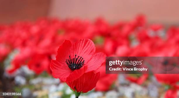 poppies for remembrance - monumento conmemorativo fotografías e imágenes de stock